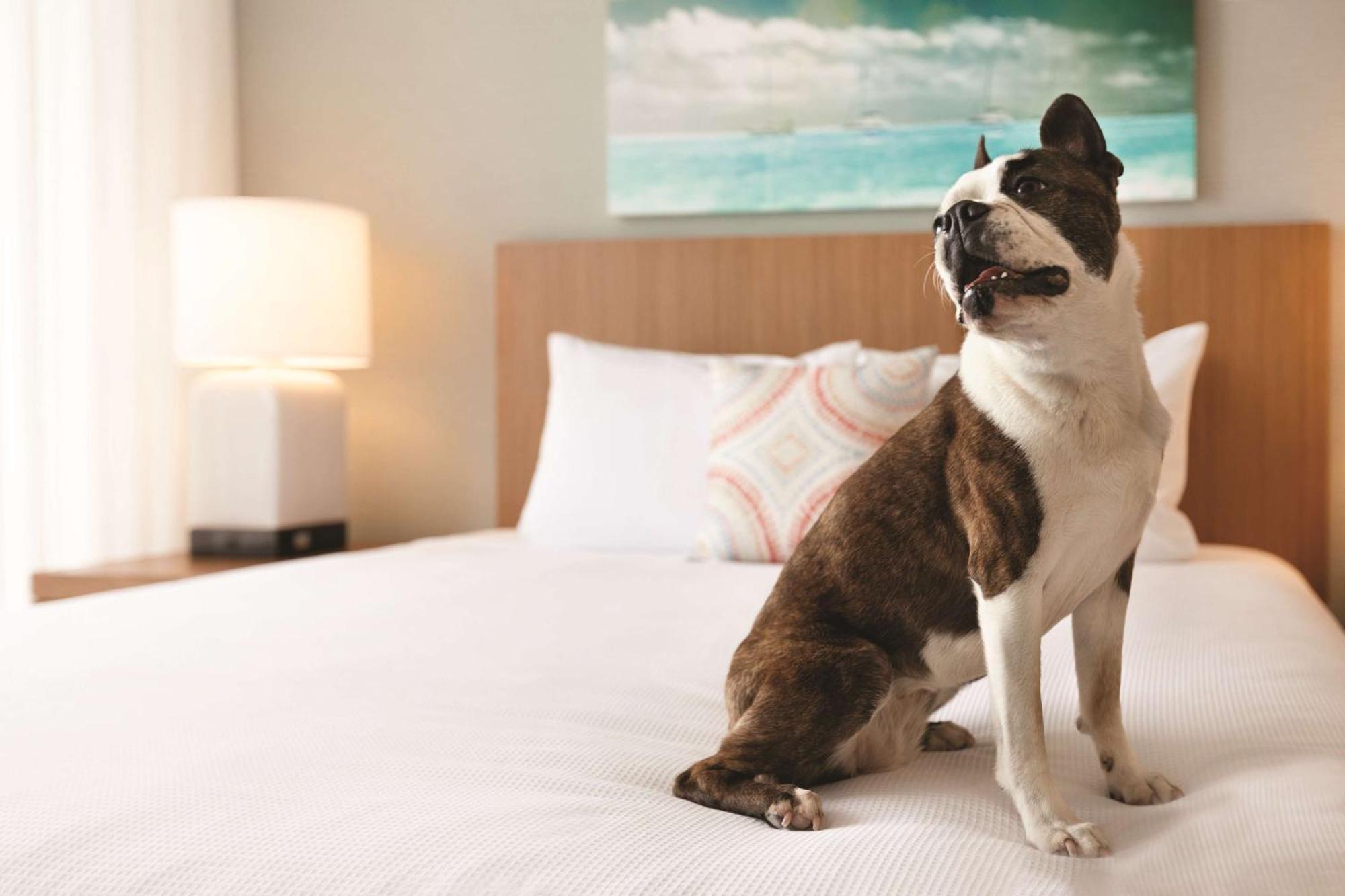 Hyatt House Virginia Beach / Oceanfront Eksteriør bilde